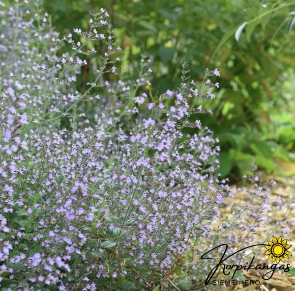 Kivikkokäenminttu Kivikkokäenminttu